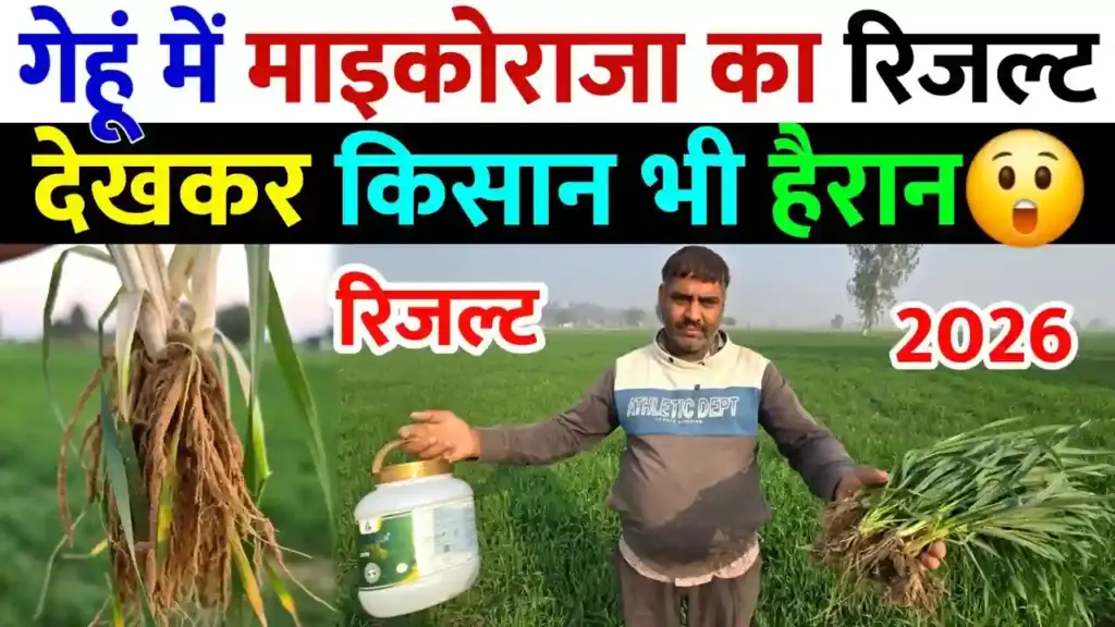 गेहूं की खेती में माइकोराइजा का कमाल: लंबी जड़ें और अधिक कल्लों से किसानों के चेहरे खिले